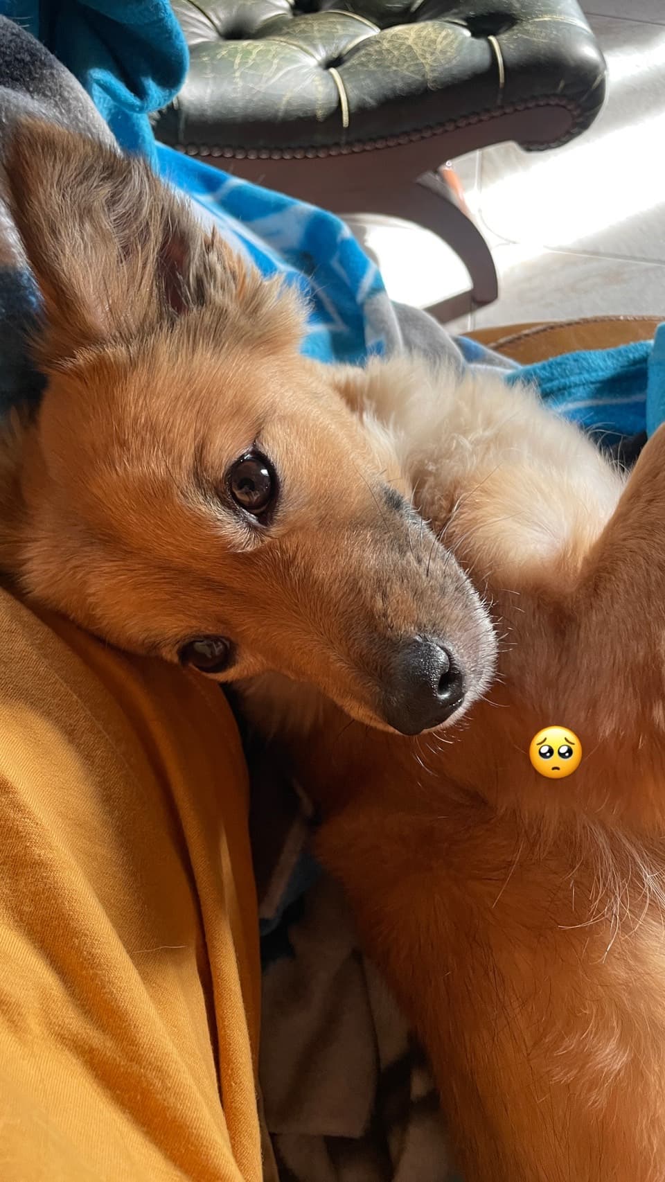 Meimei - my dog